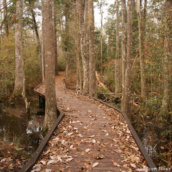 Scott-Jones Big Thicket